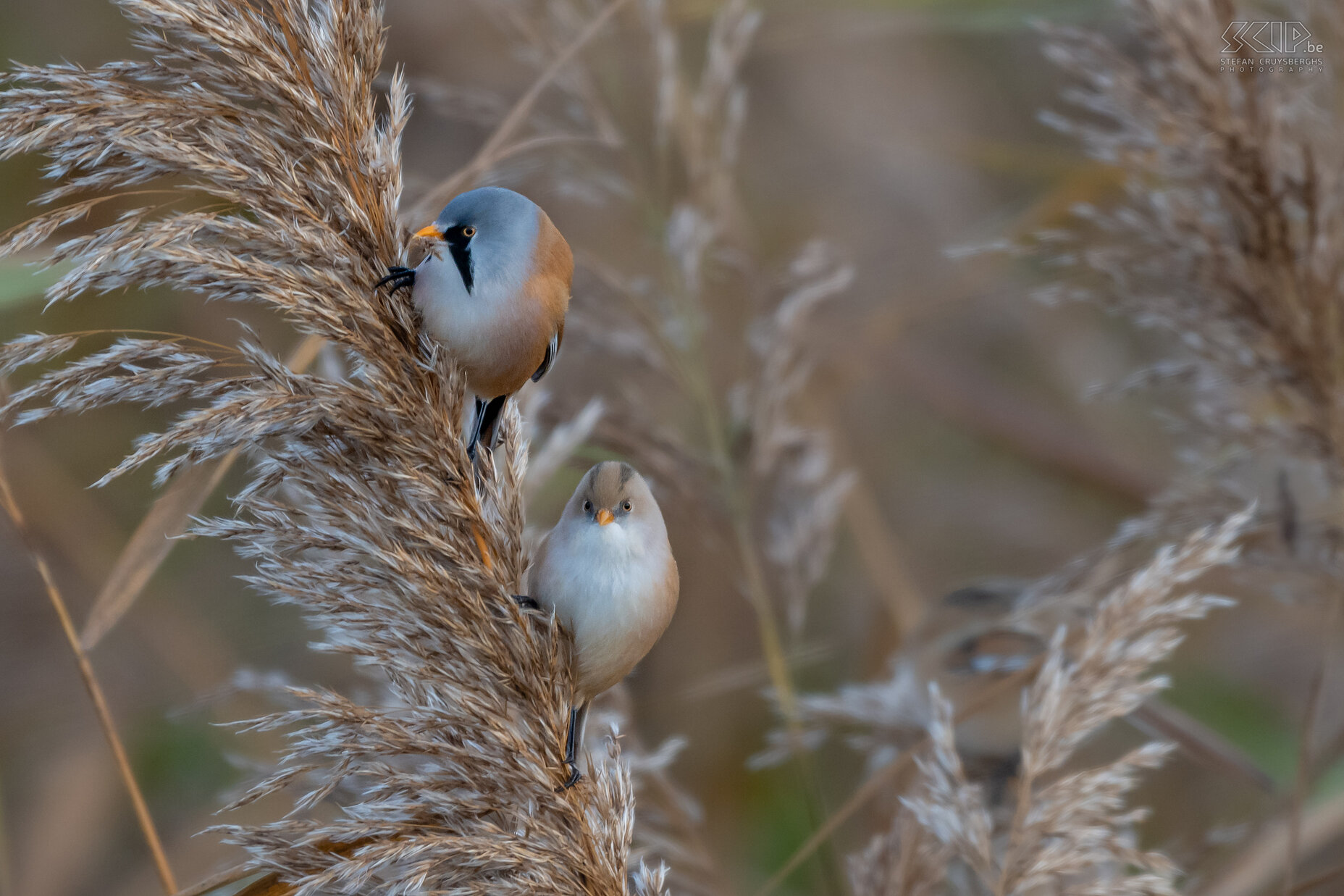 Baardmannetje Het baardmannetje kan je aantreffen in grote rietvelden, ze zijn vrij sociaal en ze worden meestal gezien in groepen van maximaal enkele tientallen vogels. Het volwassen mannetje heeft karakteristieke zwarte 'bakkebaarden'. Stefan Cruysberghs